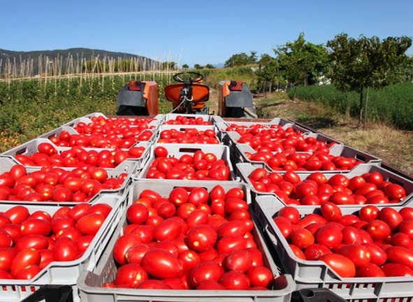 تولید کننده رب گوجه 