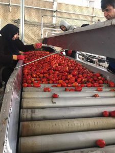 تولید رب گوجه فرنگی