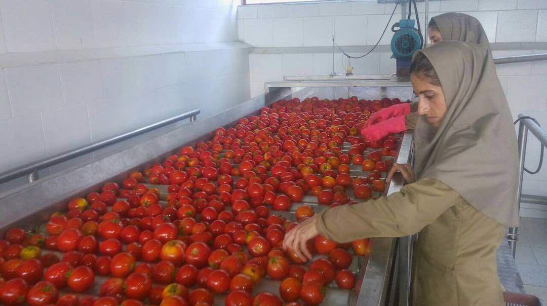 بازار رب گوجه ارزان
